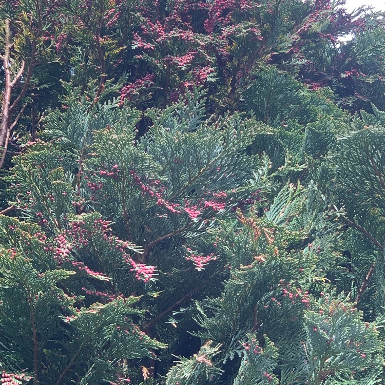 Plant image Chamaecyparis lawsoniana
