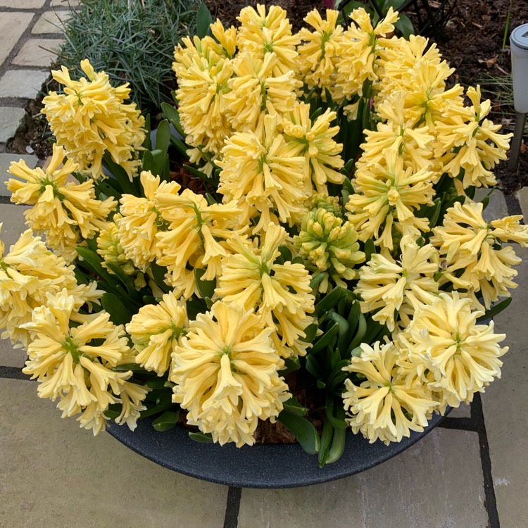 Plant image Hyacinthus orientalis 'City of Haarlem'