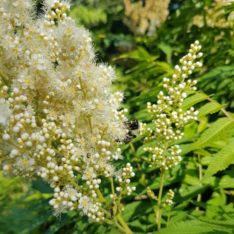 Sorbaria sorbifolia 'Sem'