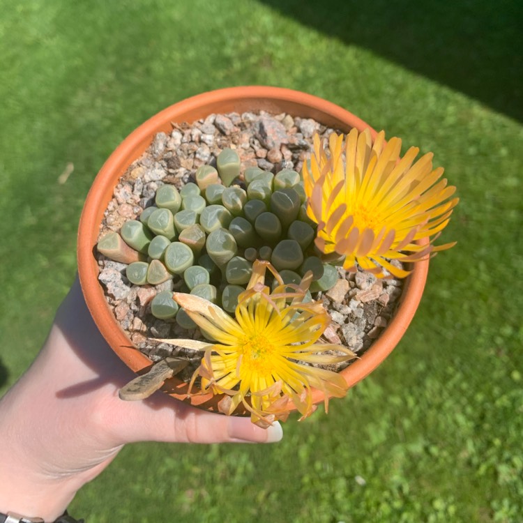 plant image 1655469 plant image 1655469
