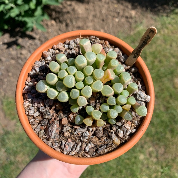 plant image 1655471 plant image 1655471