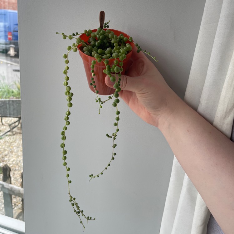 plant image 1656219 plant image 1656219