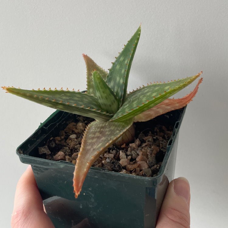 plant image 1656235