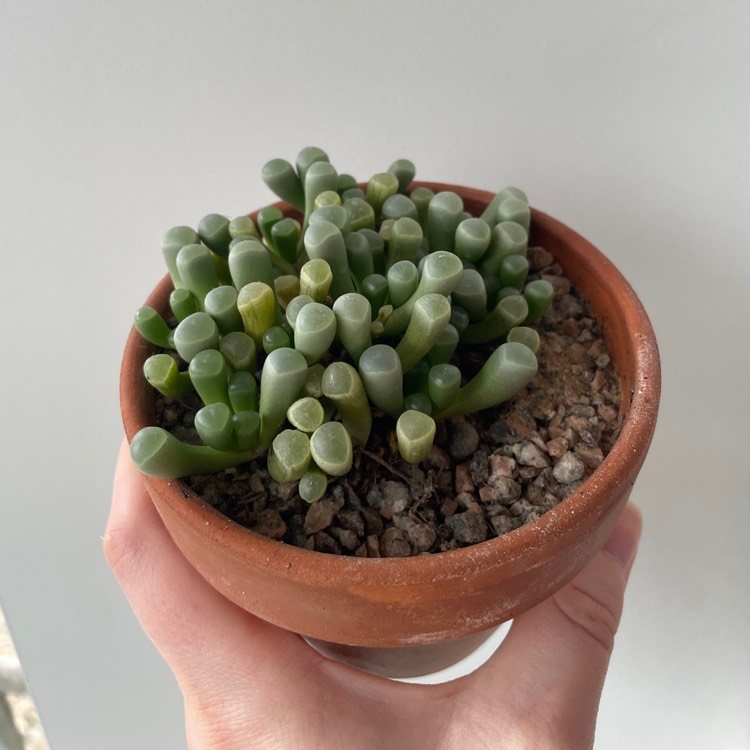 plant image 1656237 plant image 1656237
