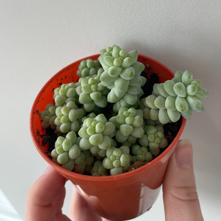 plant image 1656238 plant image 1656238