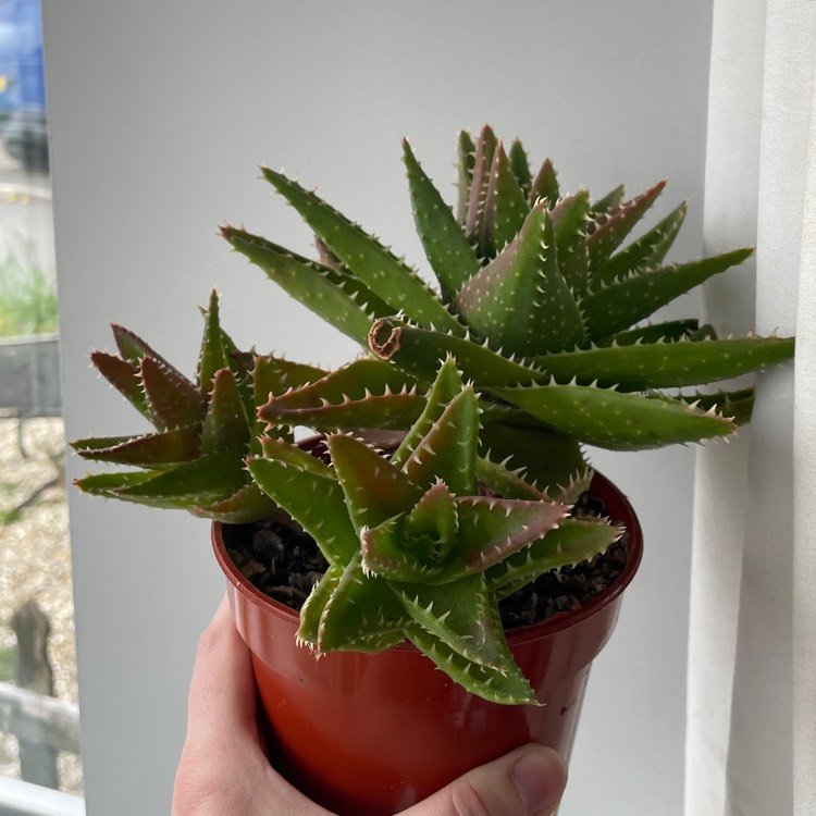 plant image 1656241 plant image 1656241