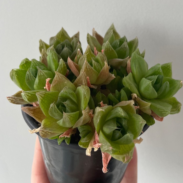 plant image 1656247 plant image 1656247