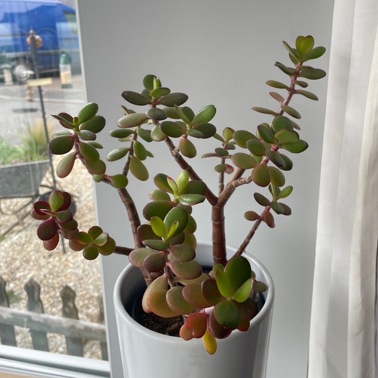plant image 1656248 plant image 1656248