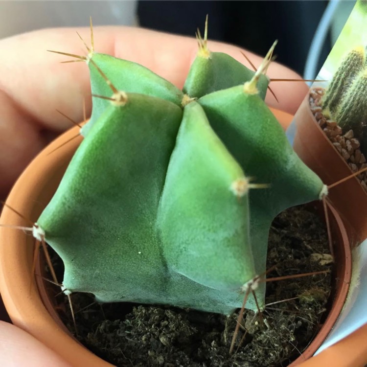 plant image 1657752 plant image 1657752