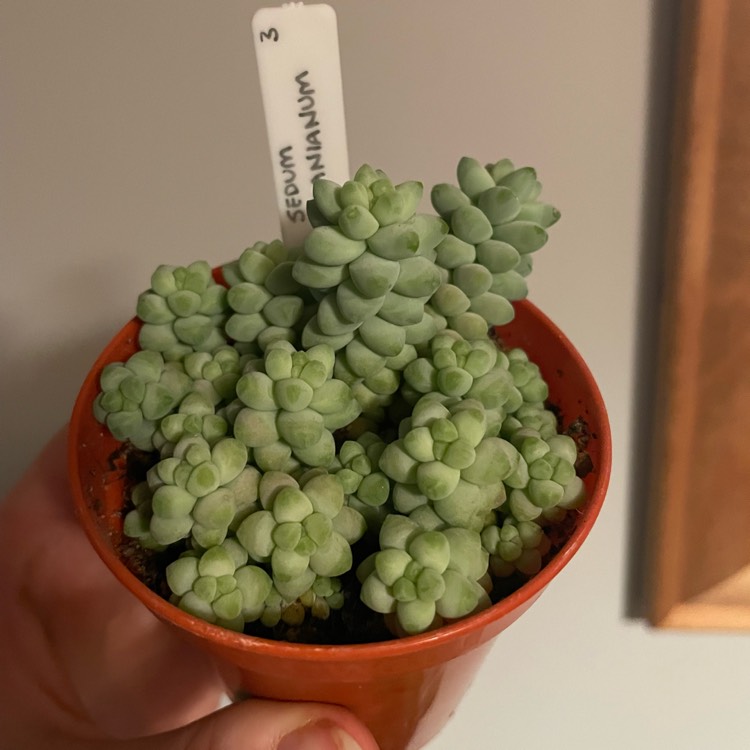plant image 1659276 plant image 1659276