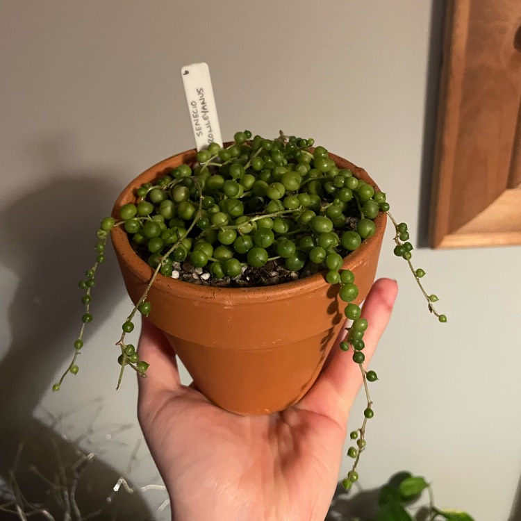 plant image 1659277 plant image 1659277