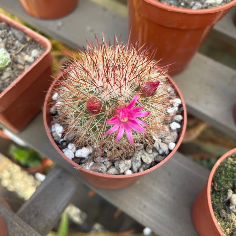 plant image 1669972 plant image 1669972