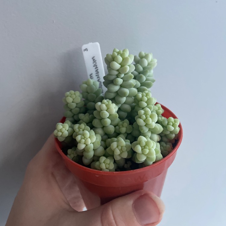 plant image 1673780 plant image 1673780