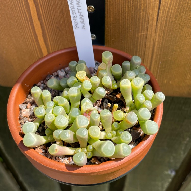 plant image 1677354 plant image 1677354