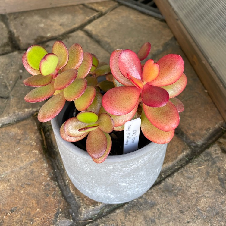 plant image 1677358 plant image 1677358