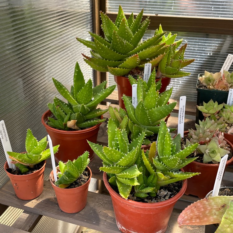 plant image 1677359 plant image 1677359