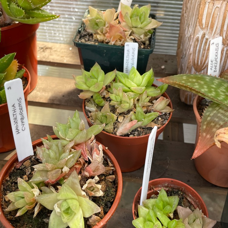 plant image 1677360 plant image 1677360