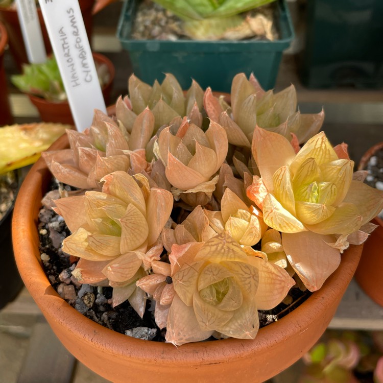 plant image 1677364 plant image 1677364