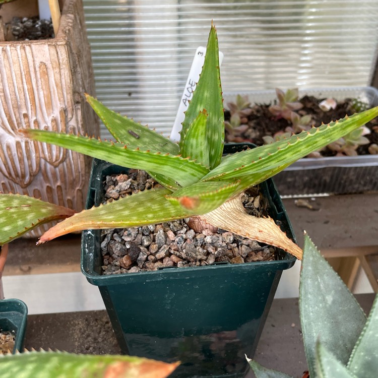 plant image 1677365