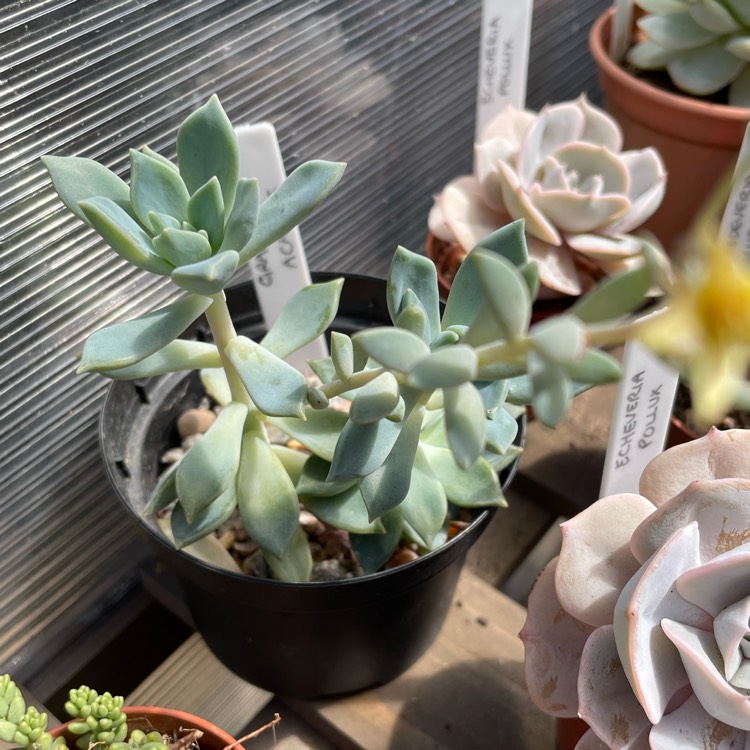 plant image 1677378