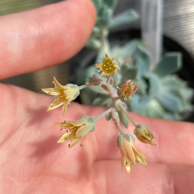 plant image 1677379