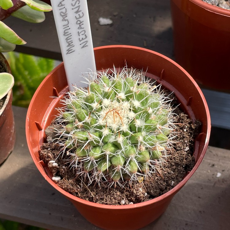plant image 1677383