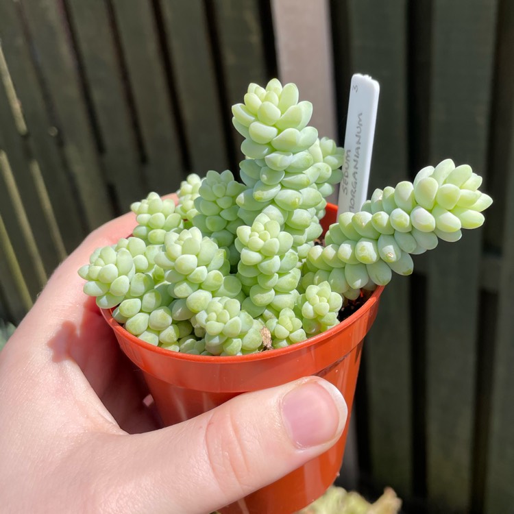 plant image 1677385 plant image 1677385