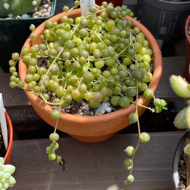 plant image 1677389 plant image 1677389
