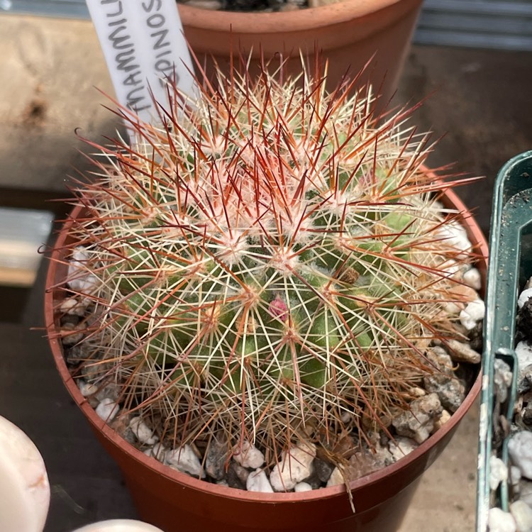 plant image 1677391 plant image 1677391