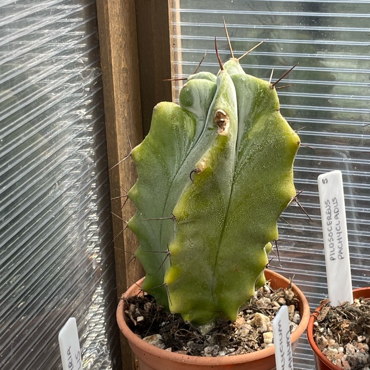 plant image 1677394 plant image 1677394