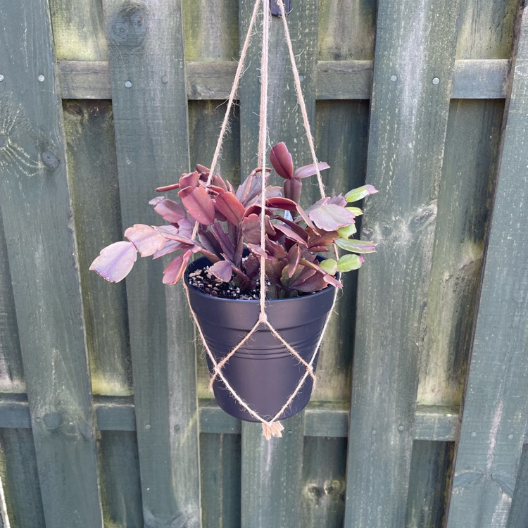 plant image 1677405 plant image 1677405