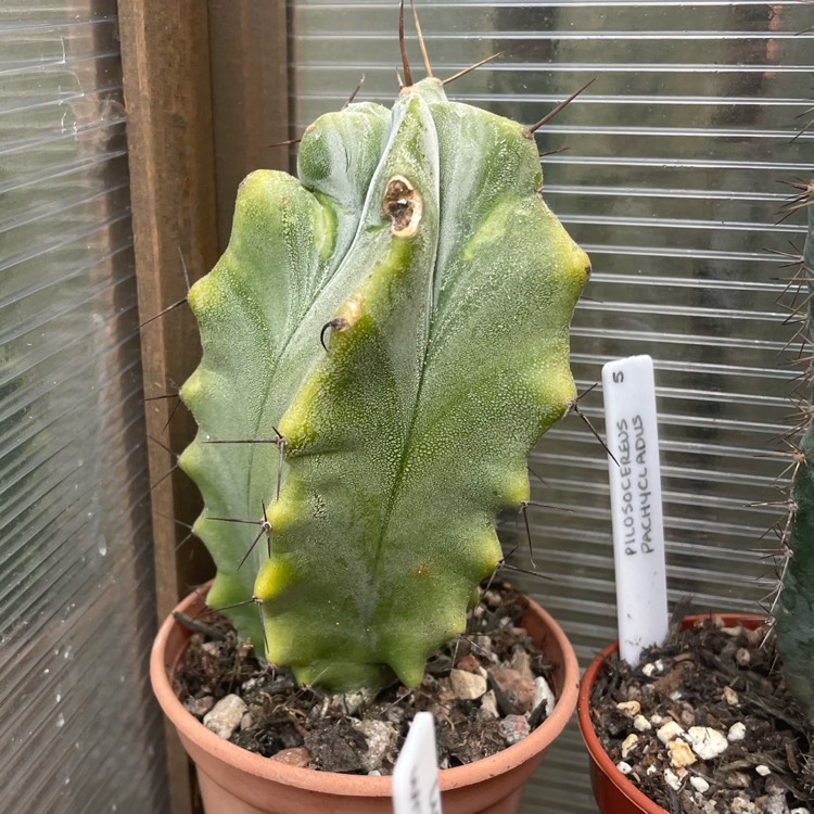 plant image 1686935 plant image 1686935