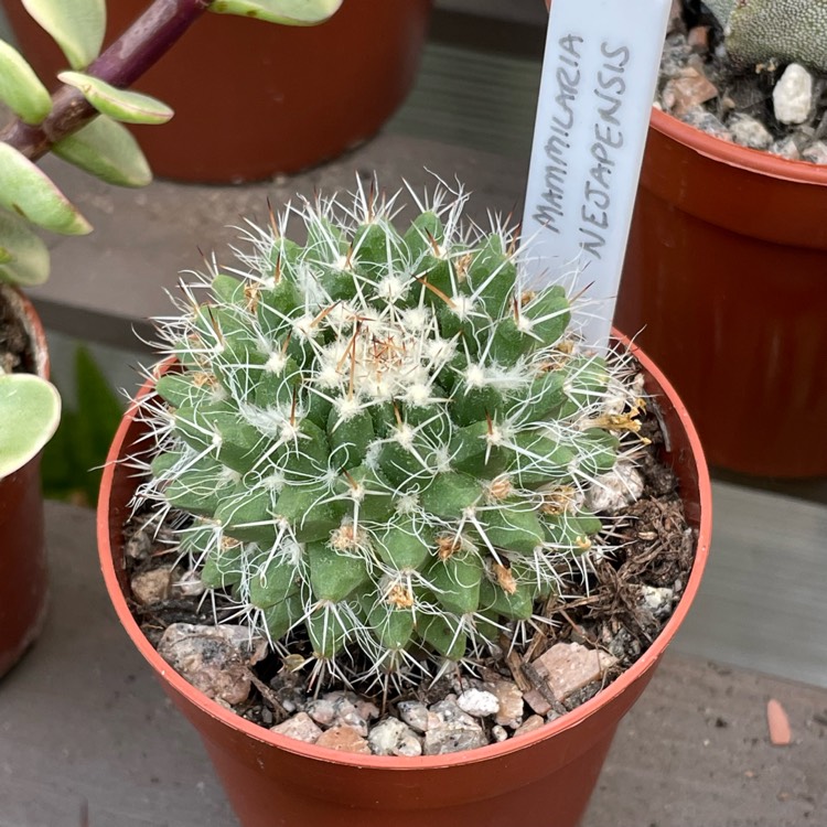 plant image 1686955