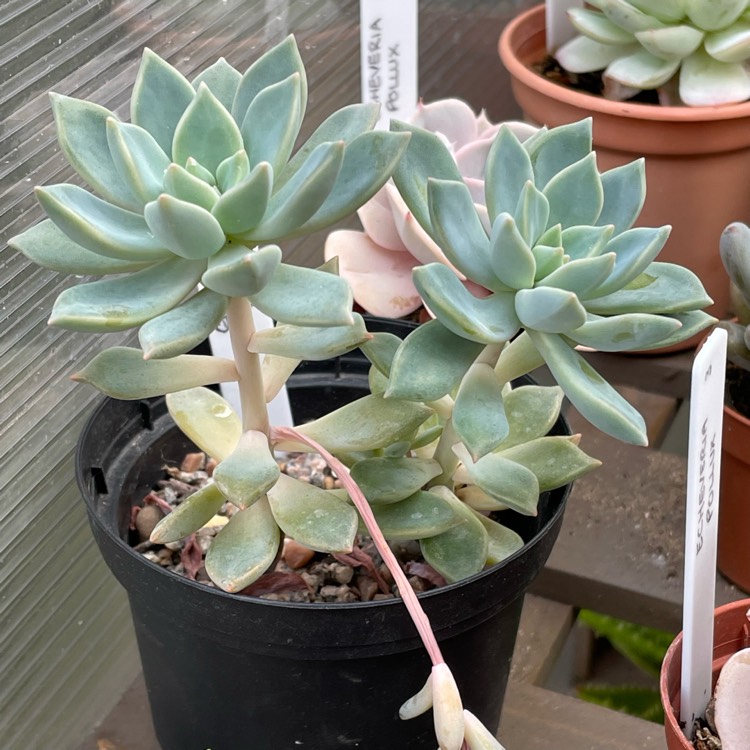 plant image 1686964