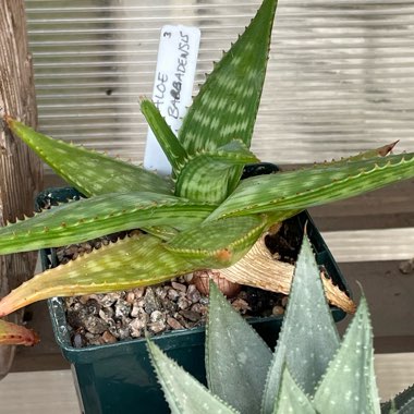 Aloe Vera