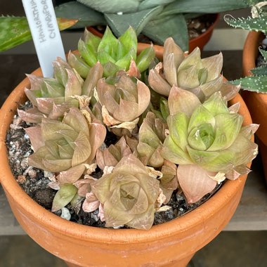 Haworthia 'Cathedral Window'