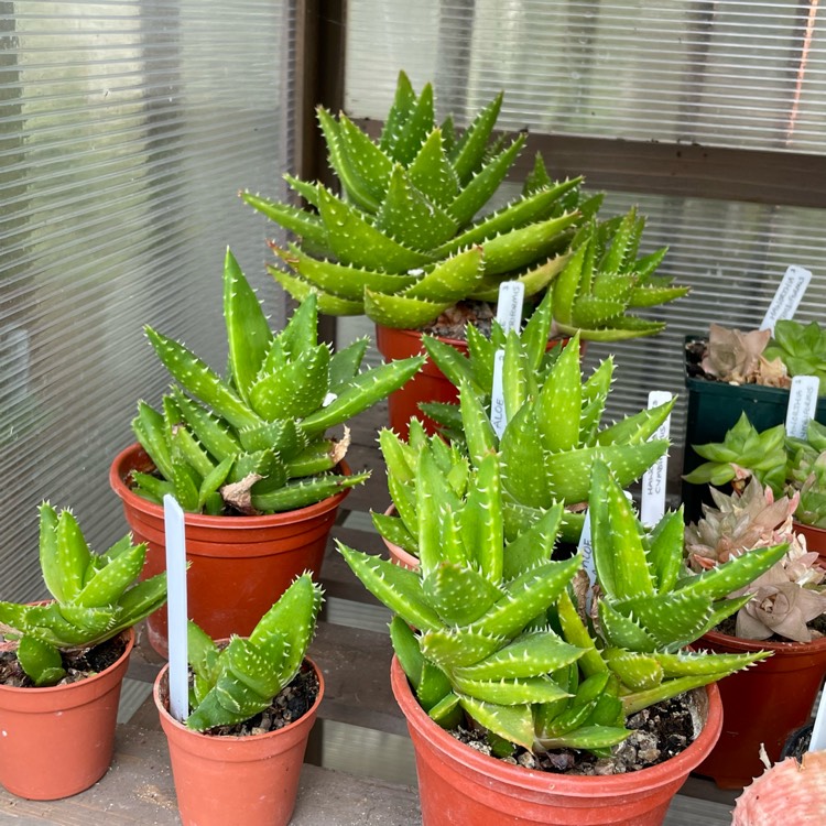 plant image 1686975 plant image 1686975