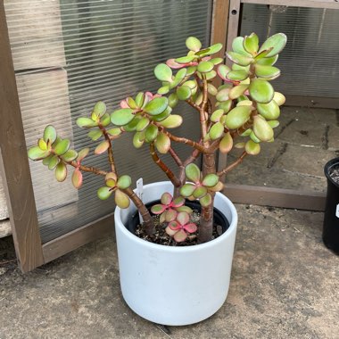 Jade Plant