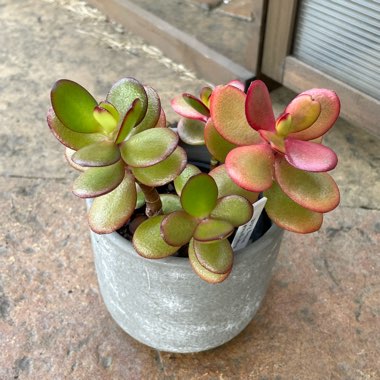 Jade Plant