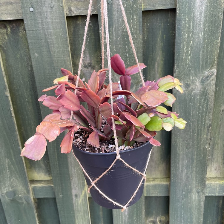 plant image 1686979 plant image 1686979