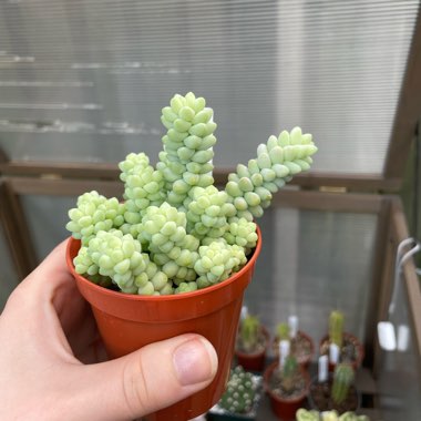Sedum 'Burro's Tail'