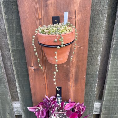 String of Pearls