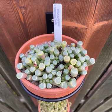 Baby Toes