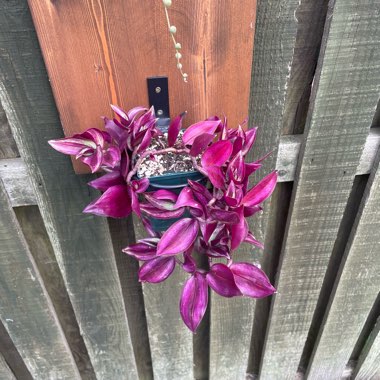 Silver Inch Plant