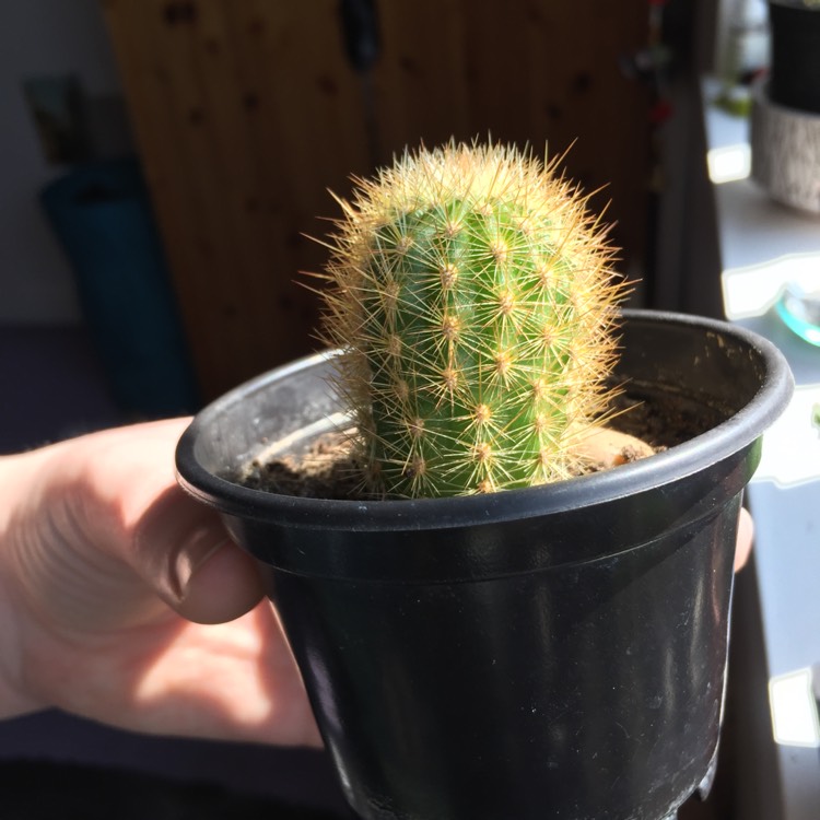Plant image Haageocereus acranthus syn.Haageocereus zonatus