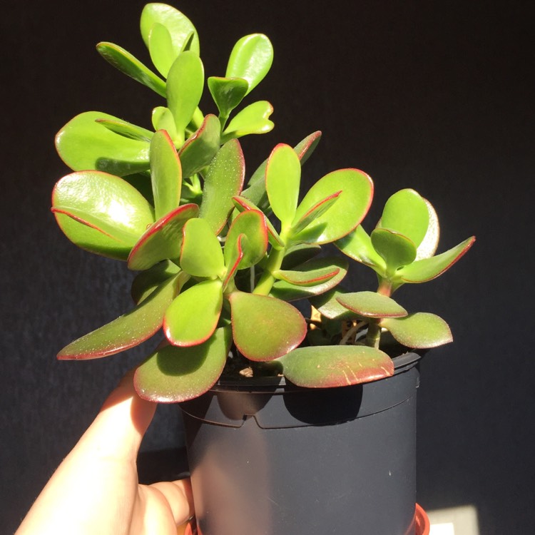 plant image 879692 plant image 879692