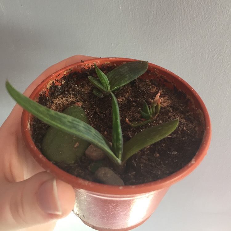 plant image 879725