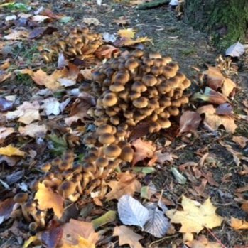 Plant image Armillaria mellea