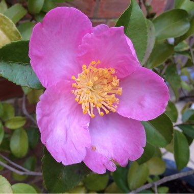 Camellia