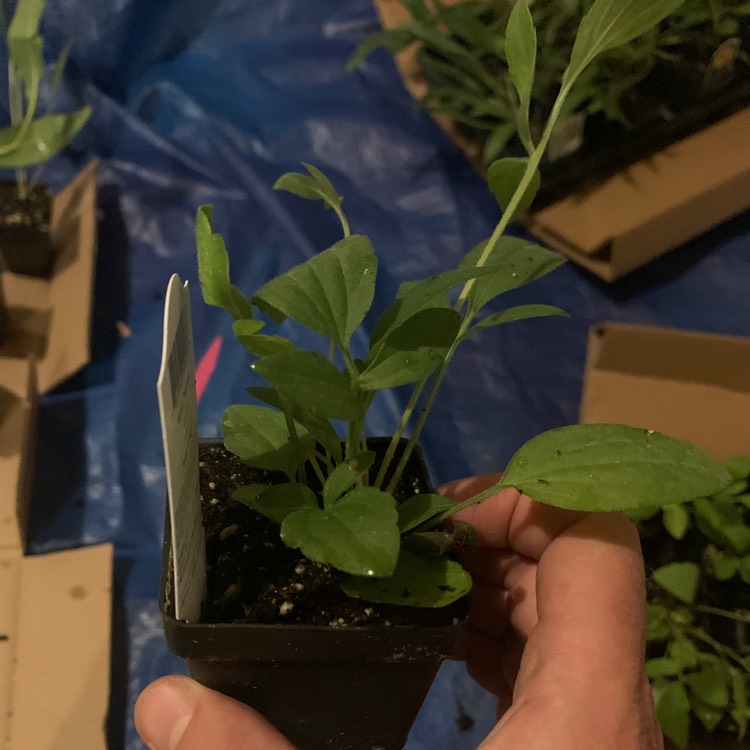 plant image 1589932